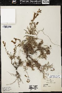 Penstemon laetus var. laetus image