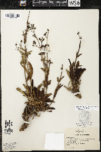 Penstemon patens image