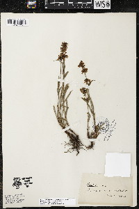 Penstemon procerus var. procerus image