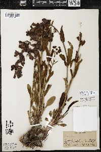 Penstemon subglaber image
