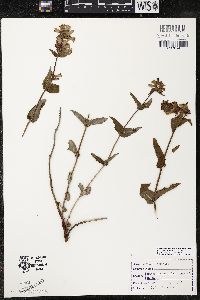Penstemon serrulatus image
