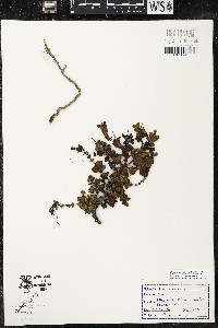 Penstemon rupicola image