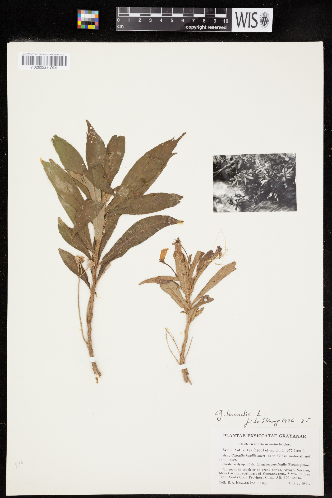 Gesneria humilis image