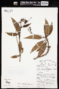 Rhytidophyllum grandiflorum image