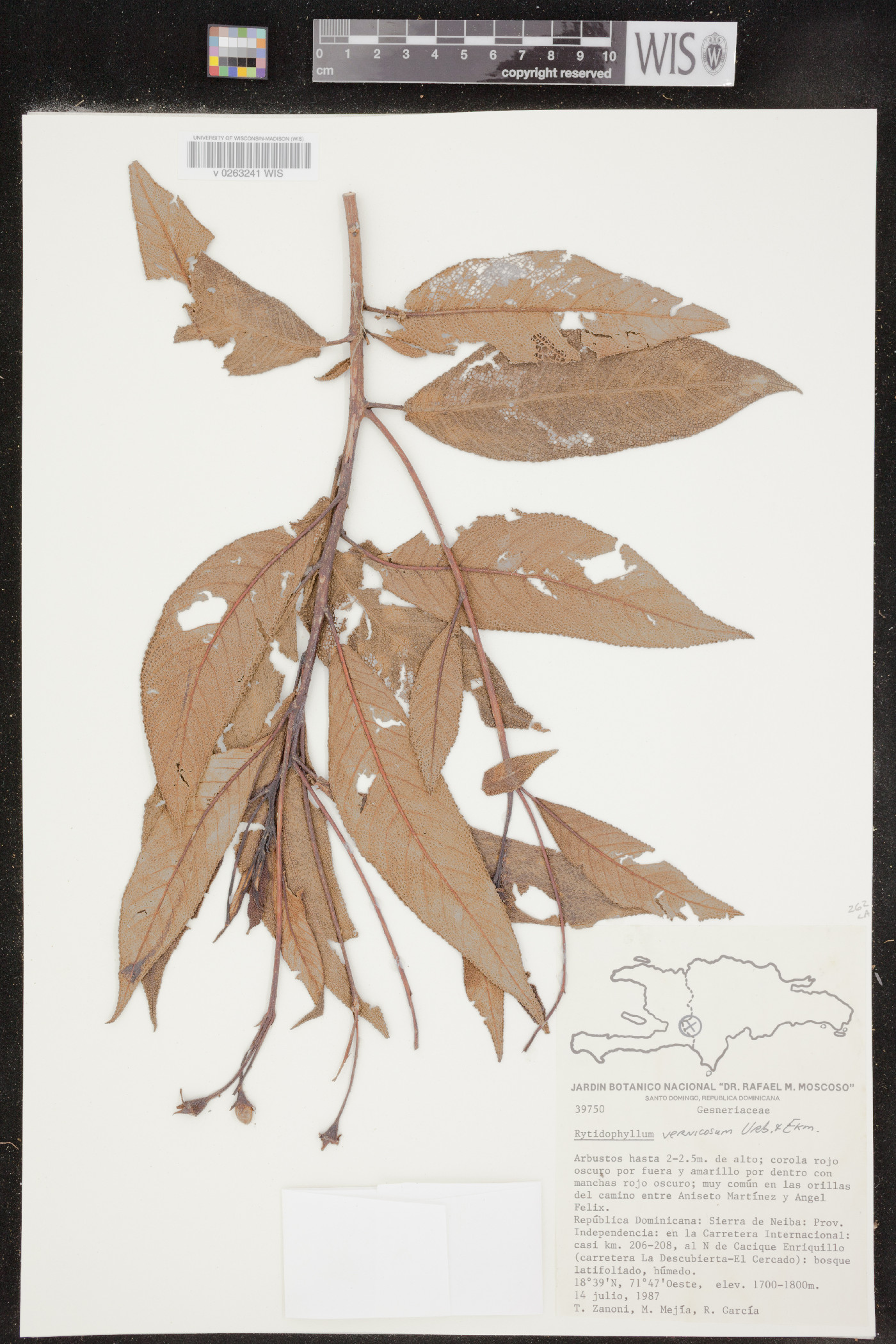 Rhytidophyllum vernicosum image