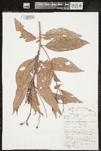 Rhytidophyllum vernicosum image