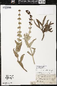 Penstemon acuminatus image