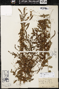 Cuscuta cephalanthi image