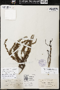 Cuscuta californica image