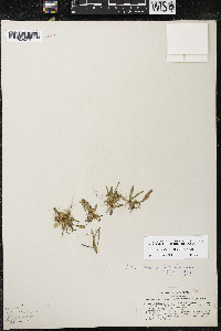 Cuscuta californica image