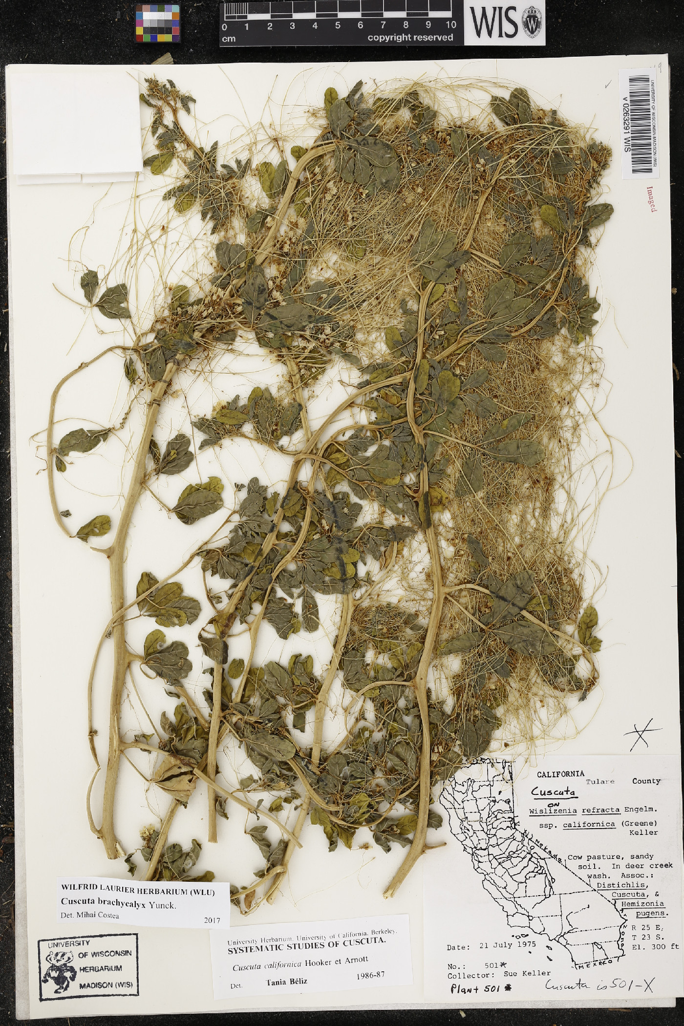 Cuscuta brachycalyx image