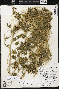 Cuscuta brachycalyx image