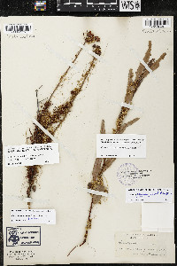 Cuscuta californica image