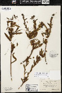 Cuscuta ceanothi image