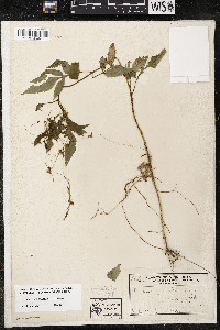 Cuscuta cephalanthi image