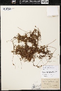 Cuscuta cephalanthi image