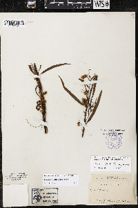 Cuscuta cephalanthi image