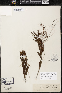 Cuscuta cephalanthi image