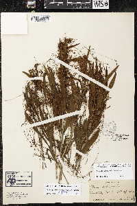 Cuscuta gronovii var. gronovii image