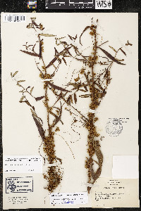 Cuscuta gronovii var. gronovii image