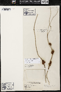 Cuscuta compacta image