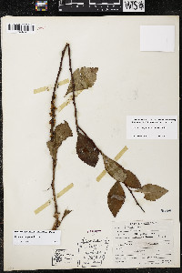 Cuscuta compacta image