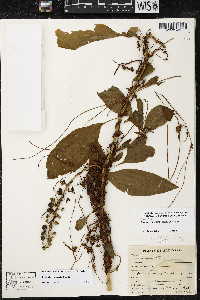 Cuscuta compacta image