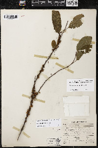 Cuscuta compacta image