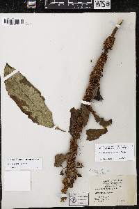 Cuscuta compacta image