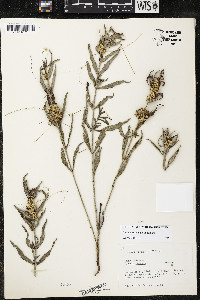 Cuscuta squamata image