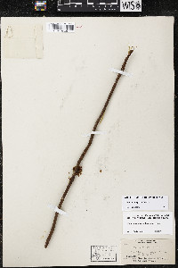 Cuscuta compacta image