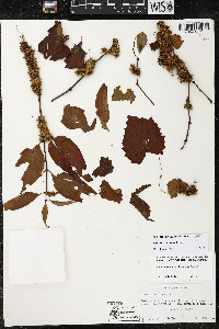 Cuscuta compacta image