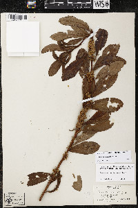 Cuscuta compacta image