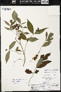 Cuscuta compacta image