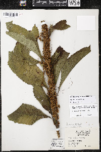 Cuscuta compacta image