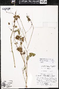 Cuscuta gronovii image