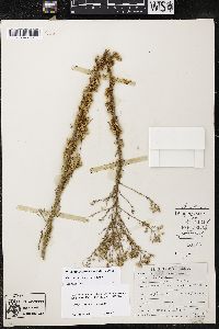 Cuscuta cuspidata image