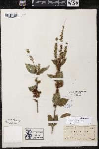 Cuscuta cuspidata image