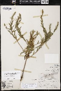 Cuscuta cuspidata image