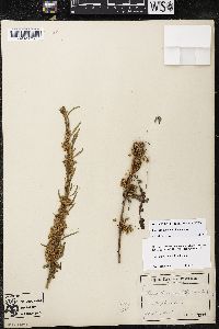 Cuscuta cuspidata image