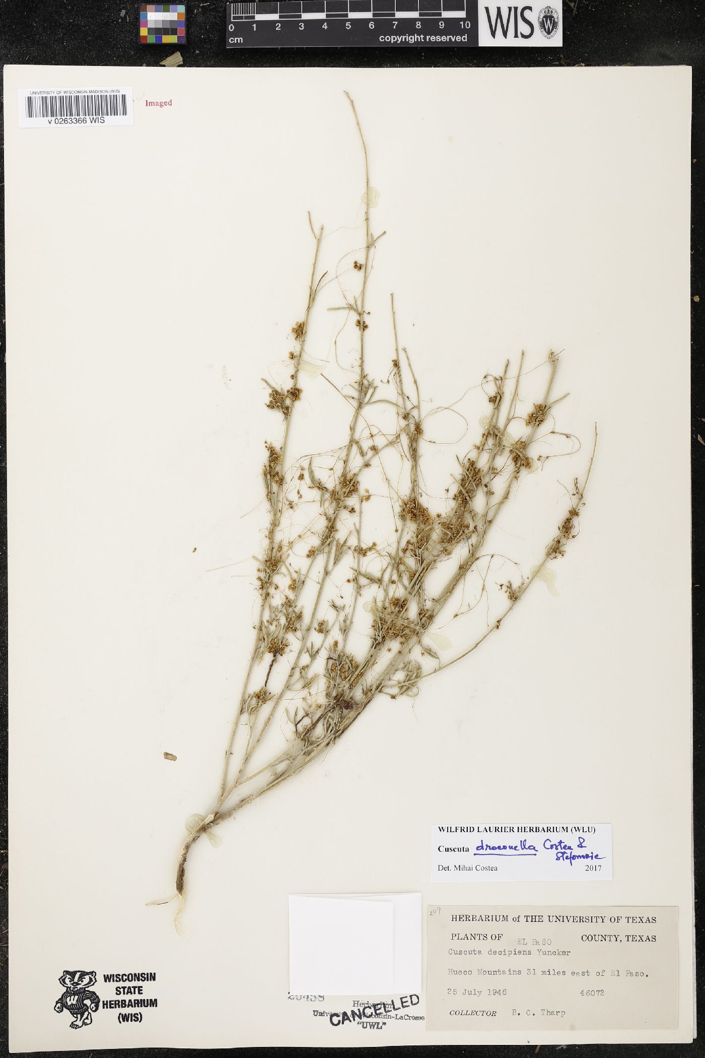 Cuscuta draconella image