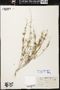 Cuscuta draconella image