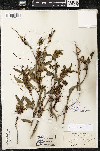 Cuscuta indecora image