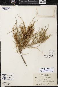 Cuscuta denticulata image