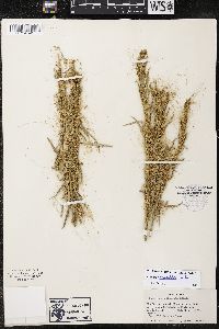 Cuscuta denticulata image