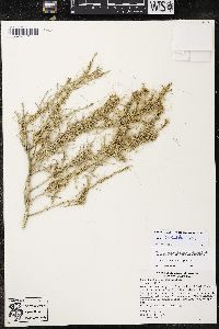 Cuscuta denticulata image