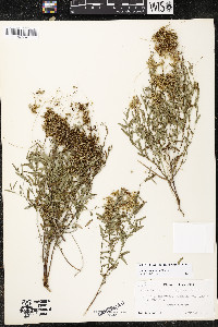 Cuscuta indecora image