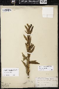 Cuscuta glomerata image