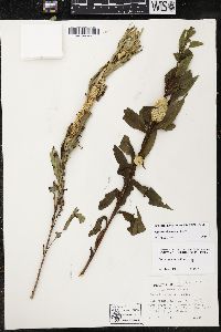 Cuscuta glomerata image