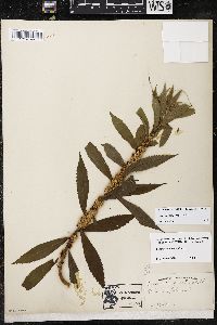 Cuscuta glomerata image